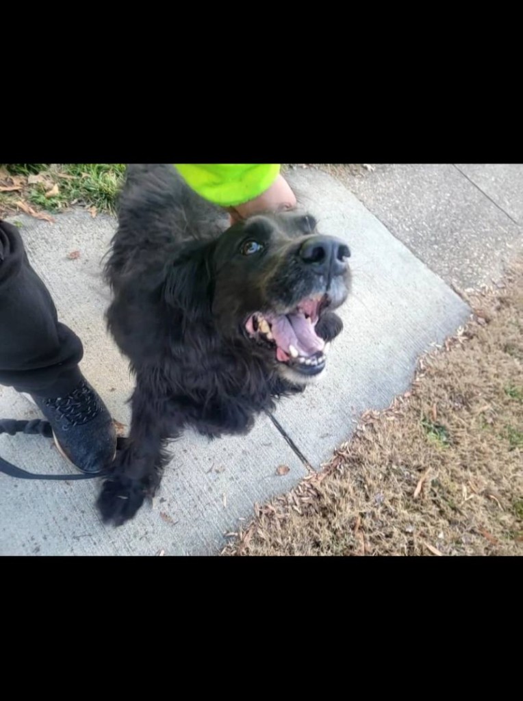 A happy dog playing