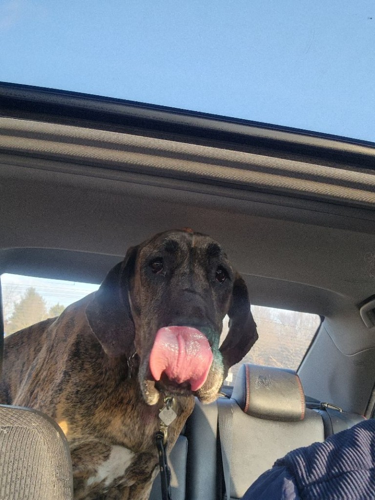 A dog on a walk